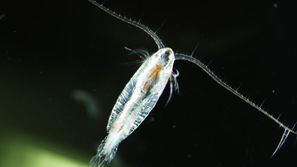 Den omstridte agnteknologien skal simulere lys fra dyreplankton