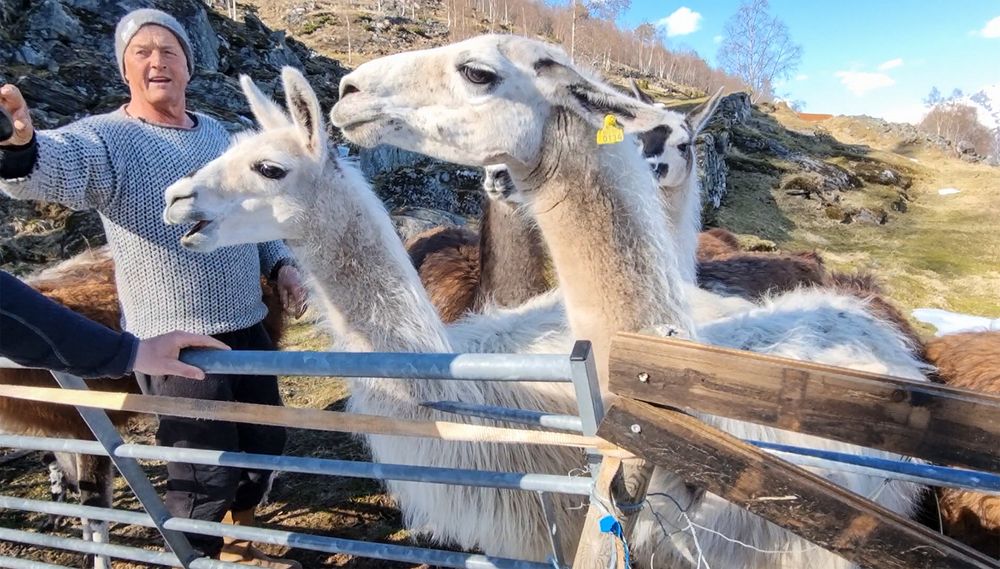 Lamaer: Som en ekstra hobby har den elektrifiserte familien en masse lamaer i bakken overfor gården.