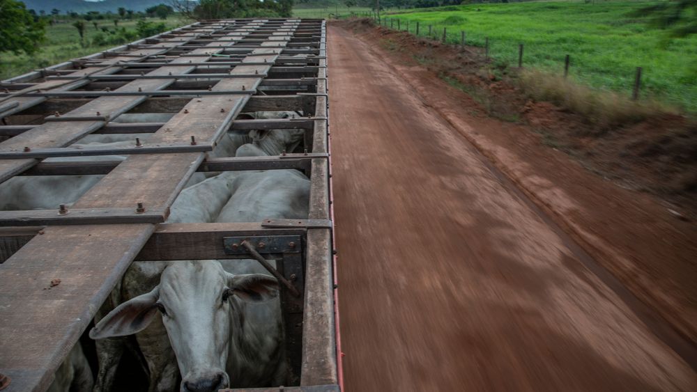 Avskogingen i Brasil øker. Økende bruk av lær i bilseter, må ta sin del av skylden.