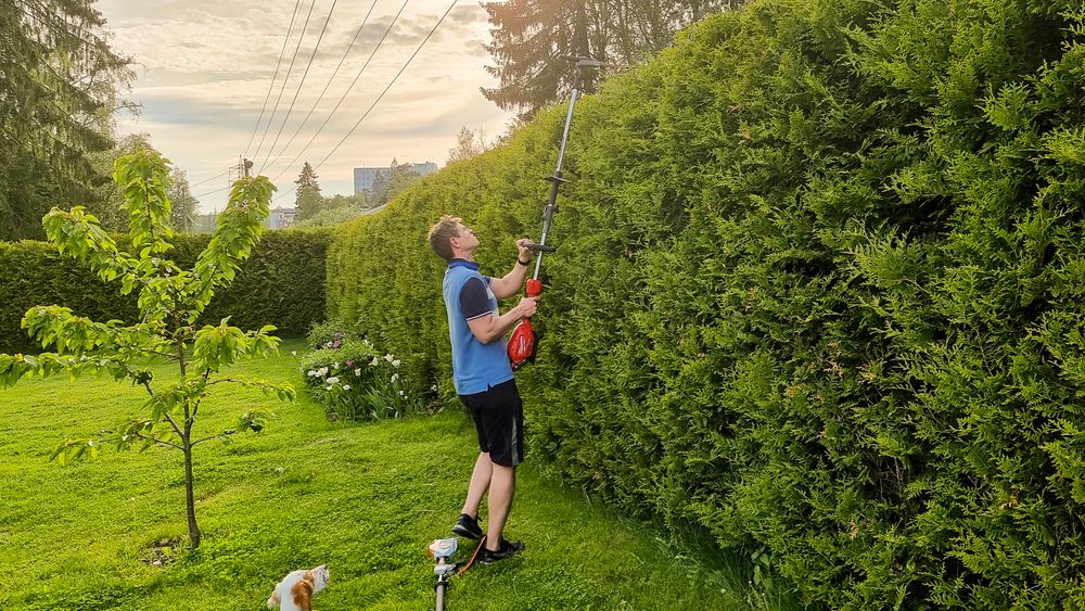 Alle klipperne i testen klarte å klippe toppen på en høy tujahekk. Vi fant også ut at det er en fordel å klippe sidene med en slik langtrekkende saks, fordi du kan sveipe fra topp til bunn.