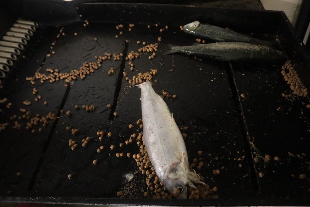 Både andelen og antallet selvdød oppdrettsfisk øker. I enkelte regioner døde hver fjerde fisk før slakt i fjor. Bildet er fra en dødfiskoppsamler i det lukkede anlegget Fishglobe i Rogaland.