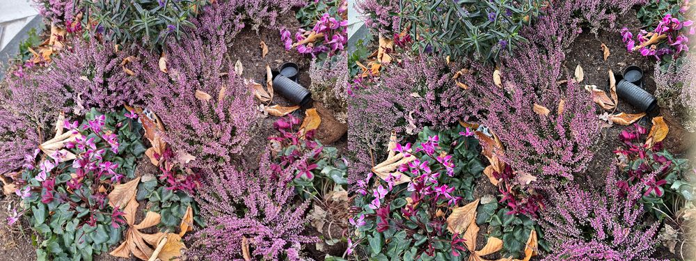 Blomster: Tatt md Hovedkameraet er et liten forskjell på de to telefonene, men fargene er litt fyldigere i iPhone 13 Pro Max (t.h.) .