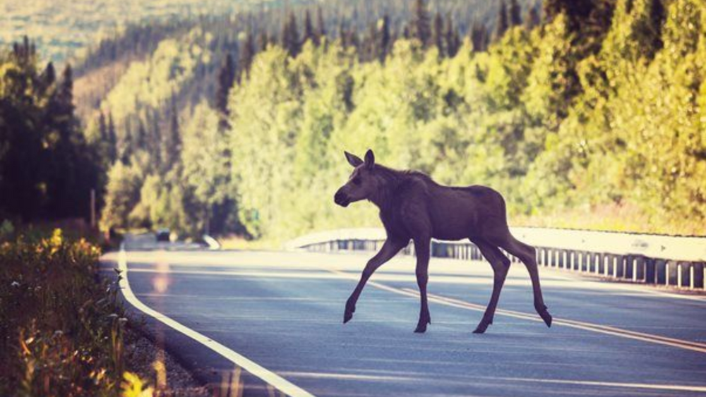 I Norge er hjort og elg blant de farligste dyrene en trafikant kan kjøre på. Gründerne i IMSA Knowledge Company håper deres varslingssystem kan gi en kraftig reduksjon av de om lag 2000 årlige påkjørslene.