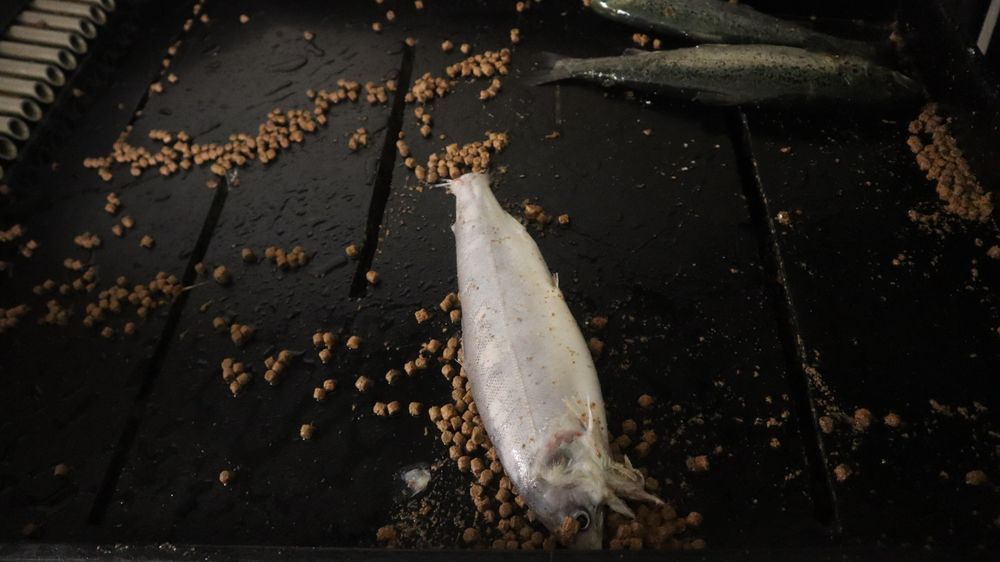 I fjor døde omtrent 15,5 prosent av all oppdrettsfisken før den skulle slaktes. Bildet er fra en dødfiskoppsamler i det lukkede oppdrettsanlegget Fishglobe i Rogaland.