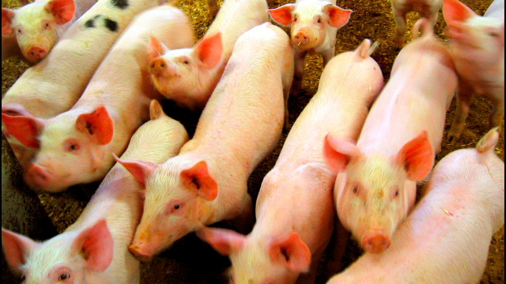 Forskerne analyserte over 7000 lydopptak av grisegrynt for å se om det dukket opp et mønster i lydene. 