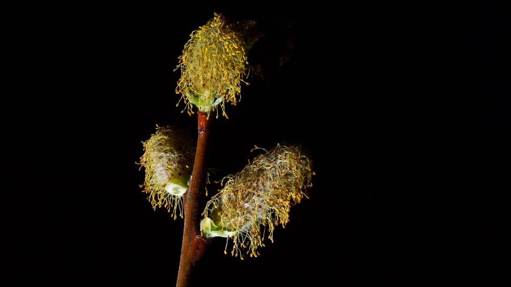 Sleekten Salix, har pollen som kan gi allergiske reaksjoner. Til sammen er det 25 Salix-arter i Norge og 450 på verdensbasis. Selje, som er avbildet, er av artene.