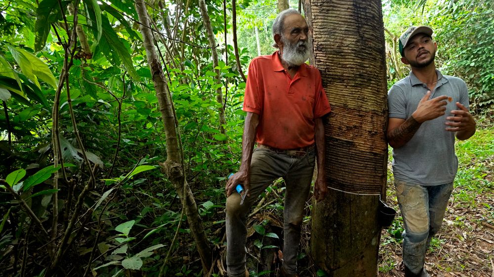 Brasils påtroppende president Luiz Inácio Lula da Silva lover full stans i avskoging i Amazonas innen 2030. For gummitappere er skogen en viktig inntektskilde.