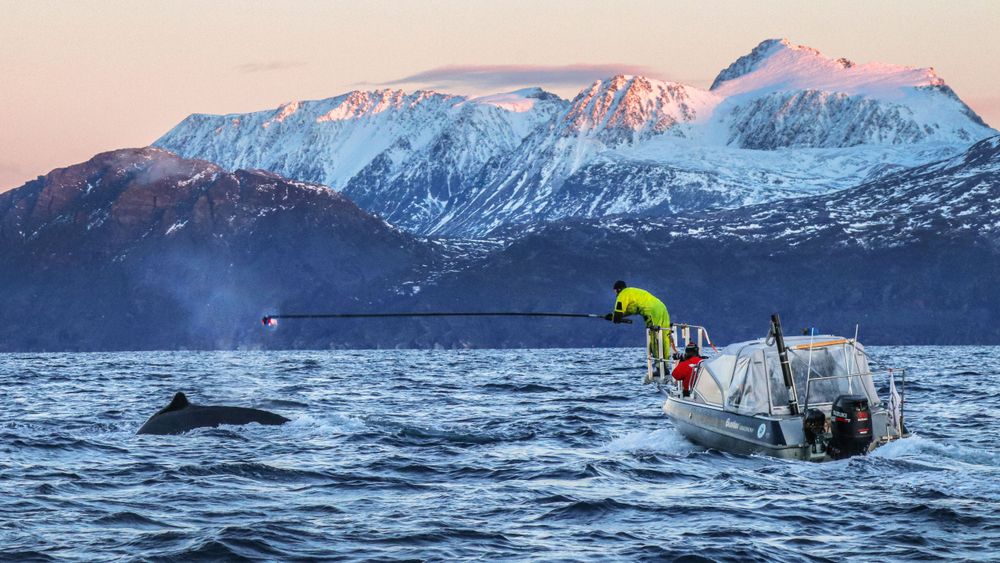 Forskerne monterer kameramerker på ryggen til en knølhval.
