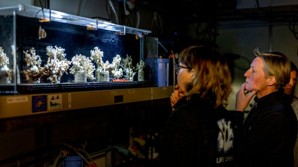 I et laboratorium utenfor Strömstad kikker Susanna Strömberg og Anita Tullrot på de norske øyekorallene som kan bidra til å redde de siste gjenværende revene i Sverige. 
