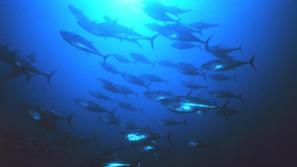 En flokk med blåfinnet tunfisk. Dette er en av fiskeartene forskere tror kan bli mer tallrik i det østlige Stillehavet. Den trives hovedsakelig i øvre vannlag, men dykker innimellom ned mot 1000 meter. 