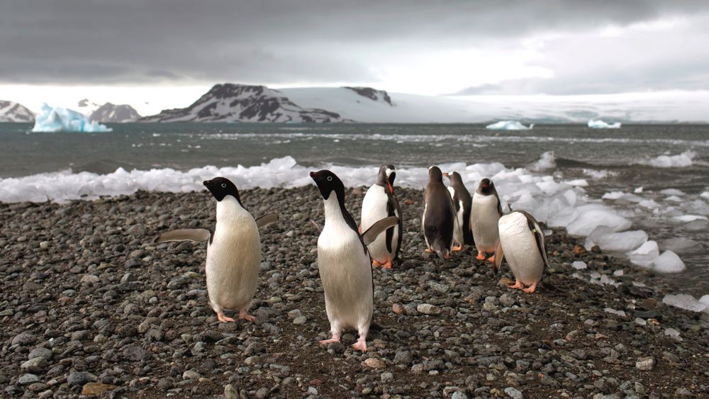 Pingviner ved Bahia Almirantazgo i Antarktis. Krympende sjøis og temperaturhopp kan få store konsekvenser for dyreartene som lever lengst sør på kloden. 