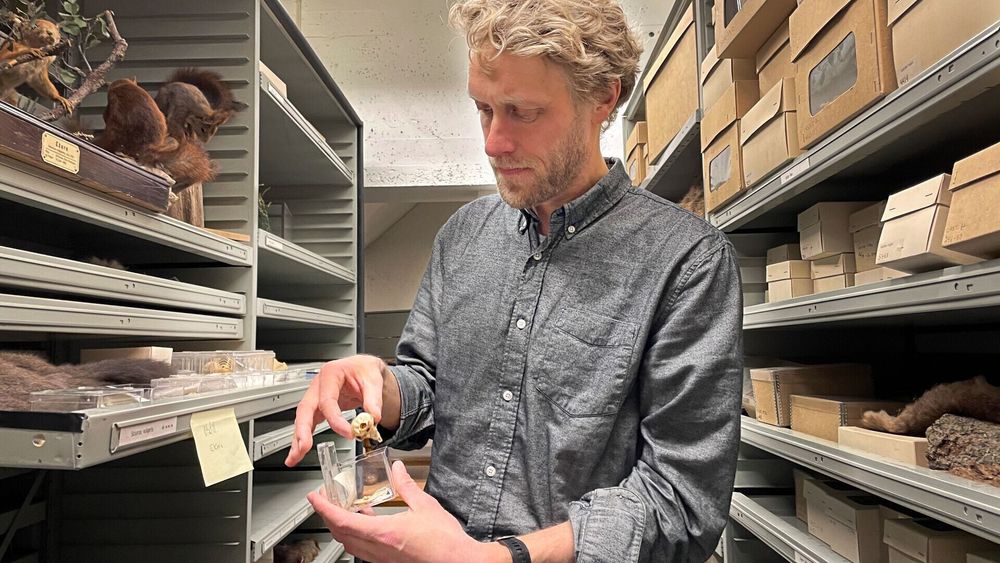 Kjetil Lysne Voje jobber med å finne ut hvordan evolusjon egentlig foregår. Her viser han objekter i Naturhistorisk museums samlinger.