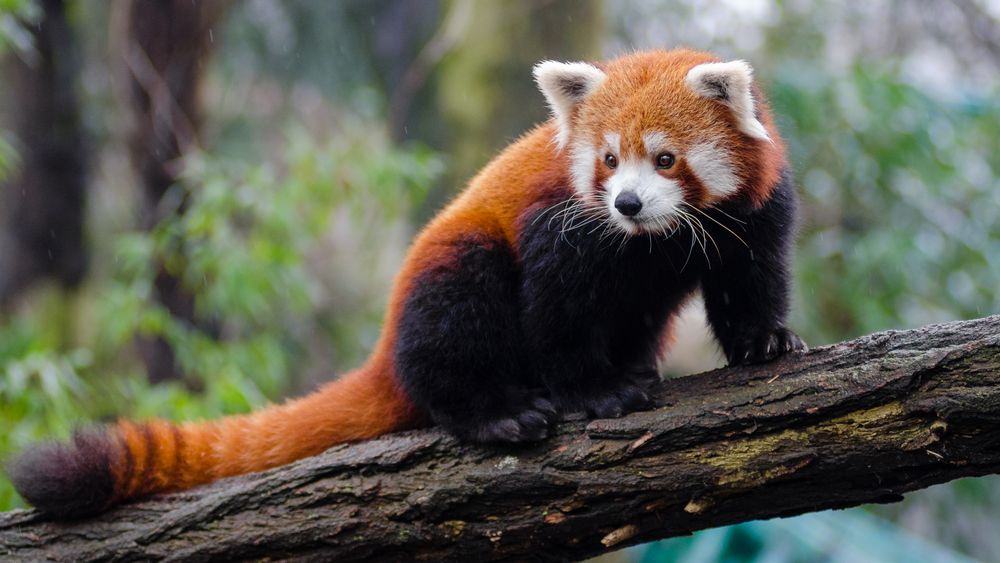 Nettleseren Firefox er oppkalt etter rød panda, og er verdens femte mest brukte nettleser med en markedsandel på omkring 2,5 prosent.