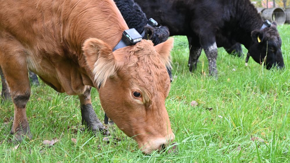Et 20-tall kyr på Dyster gård tusler rundt på beitemarkene med et halsbånd fullstappet med solceller, kommunikasjon og elektronikk.