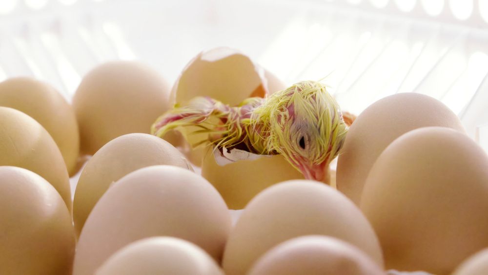 Allerede før egget klekkes produserer kyllingen 3 watt varme. Denne varmen utnytter Norsk Kylling til de nyklekkedes beste i form av energigjenvinning til ventilasjonsanlegget i produksjonslokalene. 