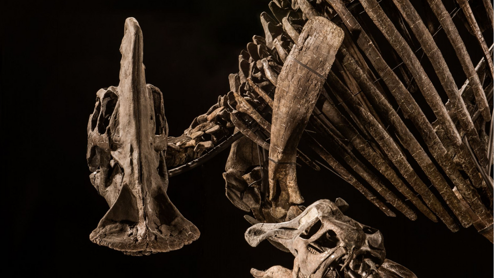 Hadrosaurene har fått navnet etter det brede nebbet de hadde som snute. De kalles også andenebbøgle.