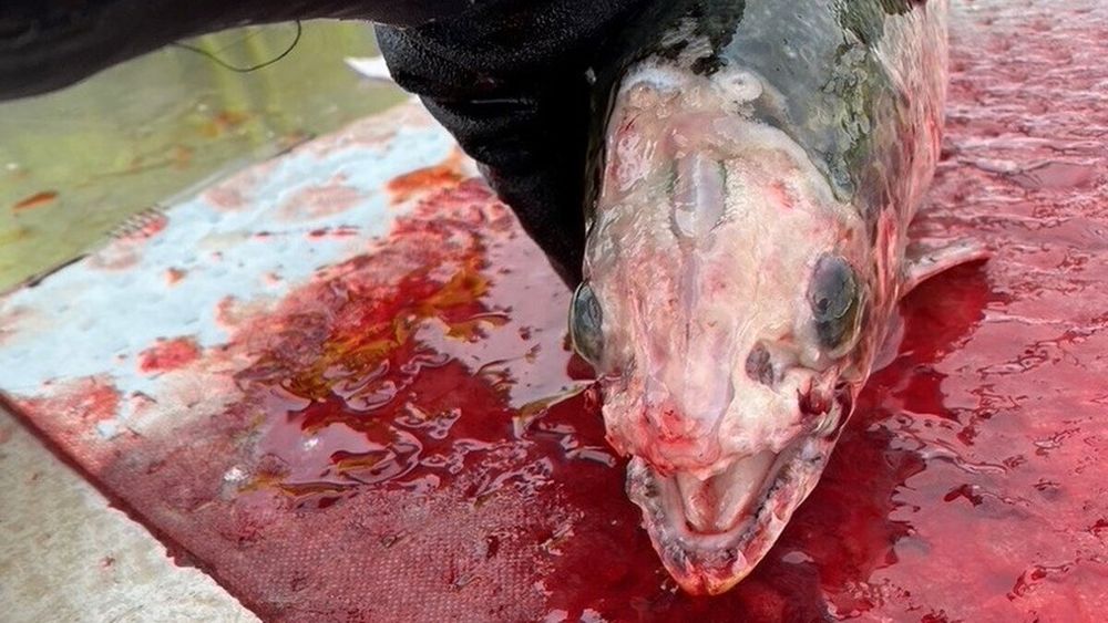 Dette er et av de verste tilfellene av skader på oppdrettsfisk etter innsiget av perlesnormaneter.
