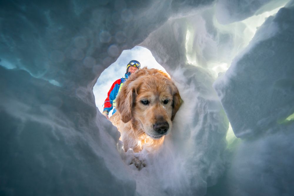 En lavinehund fra Norske Redningshunder graver i et snøskred på Finse under en øvelse. Foto: Heiko Junge / NTB