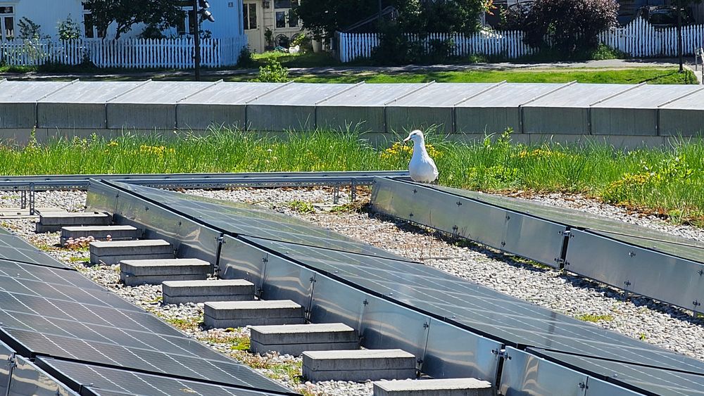 – Panelene kan fremstå som vann, spesielt i sollys. Dette kan føre til kollisjoner, mener Helge Heimstad fra Mattilsynet. 