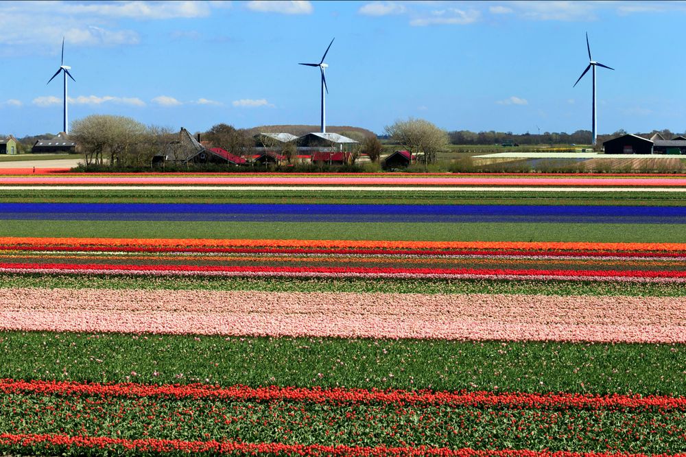 Mye vind i Nederland er hovedårsaken til negative strømpriser torsdag. Bildet er fra Alkmaar i Nederland.