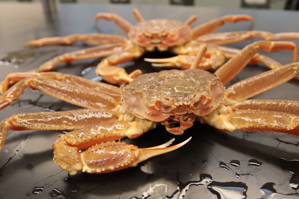 Bestanden av snøkrabber i sørøstlige Beringhavet gikk betraktelig ned etter en marin varmebølge. Nye funn viser at havområdet er i ferd med å bli mindre arktisk.