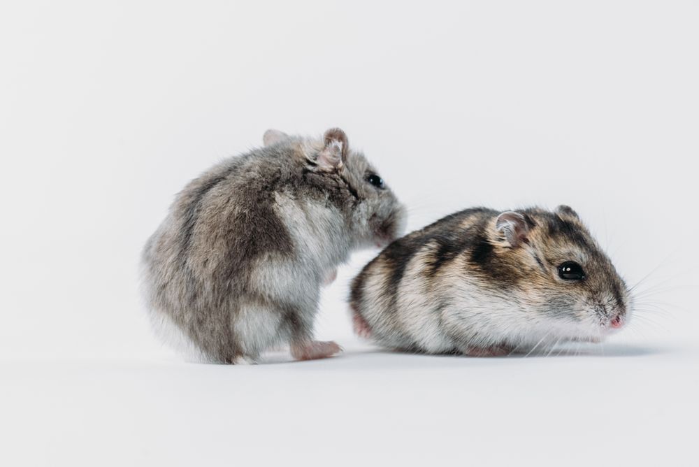 Utro Hamster, Slapp Lama, Uggen Okse eller Polert Elg. I 15 år har BankID på mobil moret nordmenn med underfundige kodeord. 