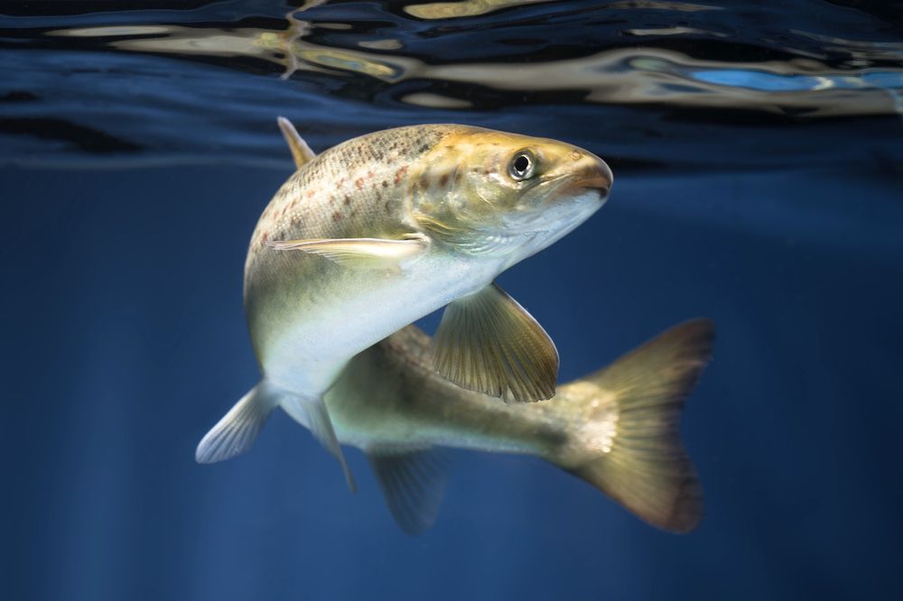 Forskerne overvåker blant annet bevegelsene i fiskens munn for å avsløre pusten. Det skjer på individnivå. Dette bidrar til å avsløre om noe er galt, før fisken får synlige skader. 