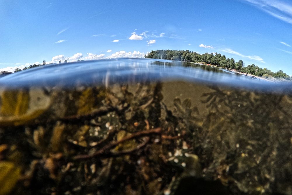 Forurensning, utbygging i strandsonen og overfiske har ført til at Oslofjorden er under for stort press, ifølge forskere.