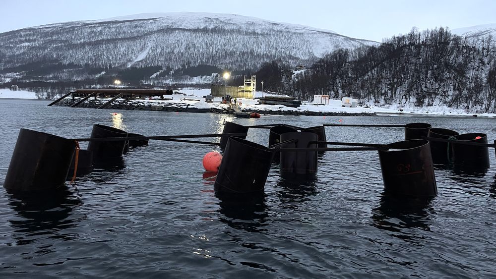 Pelegruppe i havet utenfor sjøfyllinga ved Leirbakken. Inne på fyllingen synes bruas laveste betongsøyle. Bak til venstre ligger peler klare til å fløtes ut til riggen.