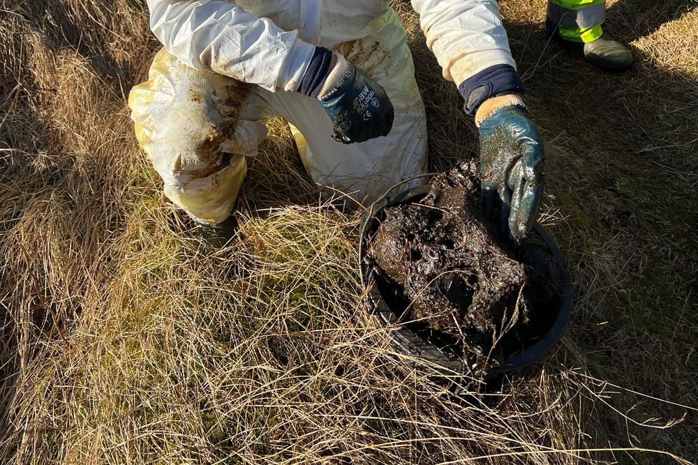 I februar ble det funnet olje på land, i form av klumper av varierende størrelse, langs trøndelagskysten. Oljen kommer fra utslippet fra Njord. 