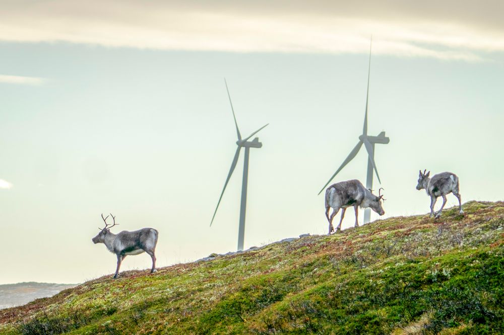 Vindkraftutbyggingen på Fosen har ført til langvarig konflikt med reindriftsnæringa i området. Nå har regjeringen bevilget 100 millioner kroner for å flytte vinterbeitet til reinen til Nord-Østerdalen.