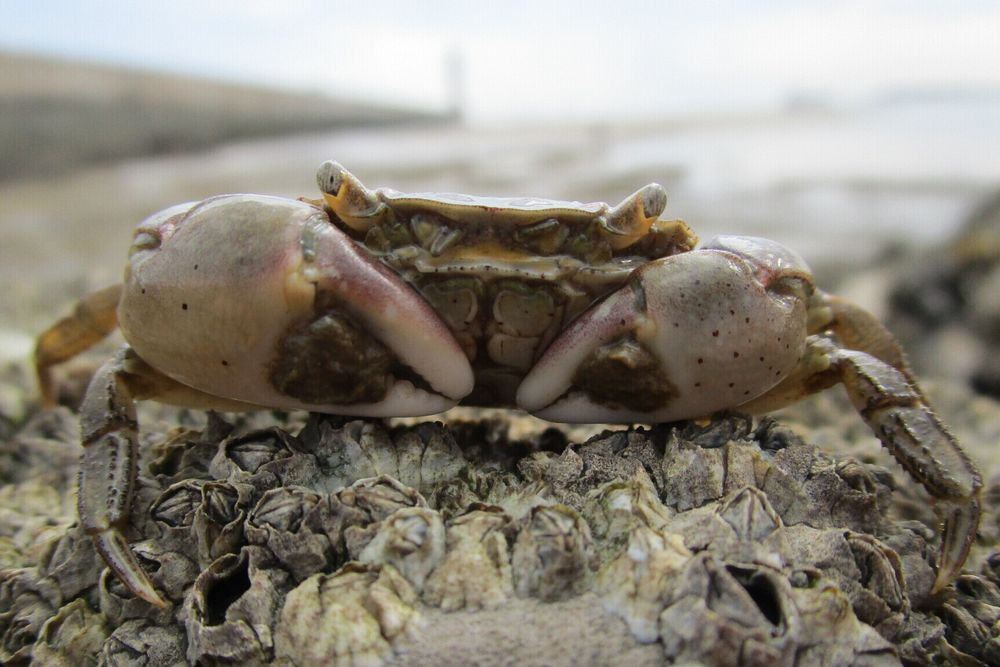 Penselkrabben er en av to typer asiatiske strandkrabber som har etablert seg i norske farvann.
