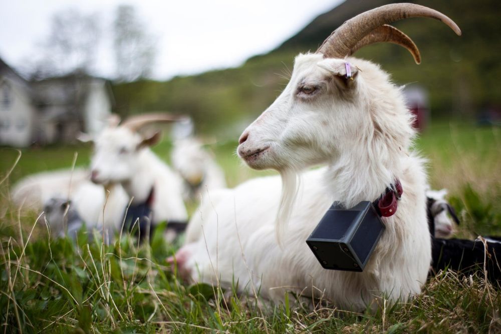 Bonden tegner beiteområdet i en app. Dyrene går med GPS-halsbånd som varsler med lyd – og eventuelt et mildt støt – hvis de krysser grensa. Nå lanserer det norske agritech-selskapet ny teknologi.