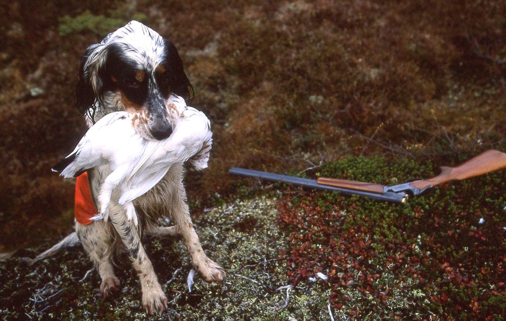 Én fugl i snuta er bedre enn ti på taket.