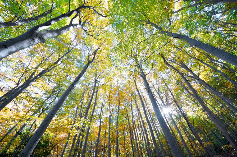 Overkapasitet, lave marginer og prisvekst på energi og råvarer er Norske Skogs begrunnelse for nedbemanningen.