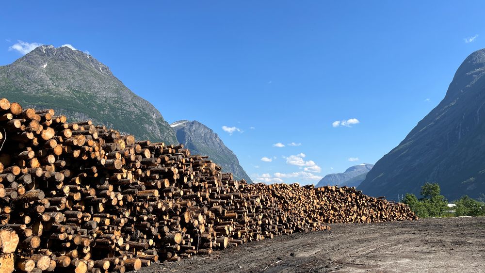 Når brukt trevirke brennes, går karbonet rett ut i lufta. Men på papiret har det ingen klimaeffekt. Argumentet er at «skogen vokser opp igjen og tar det tilbake», skriver innleggsforfatteren.