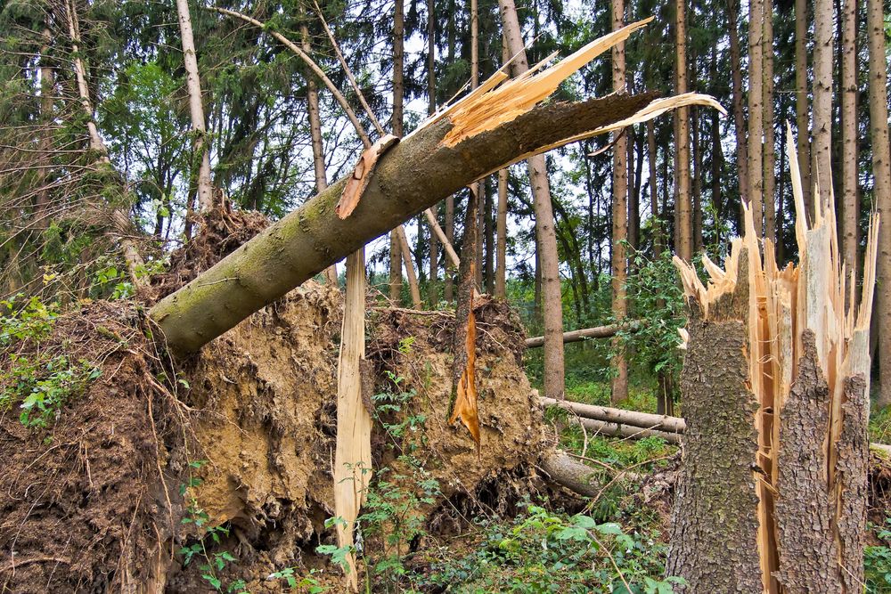 Skogforvaltninga treng betre verktøy i møte med eit klima i endring. Med satellittbilete, vêrmodellar og maskinlæring kan ein kartleggje og føreseie skadar frå vind og snø, viser ny forsking. 
