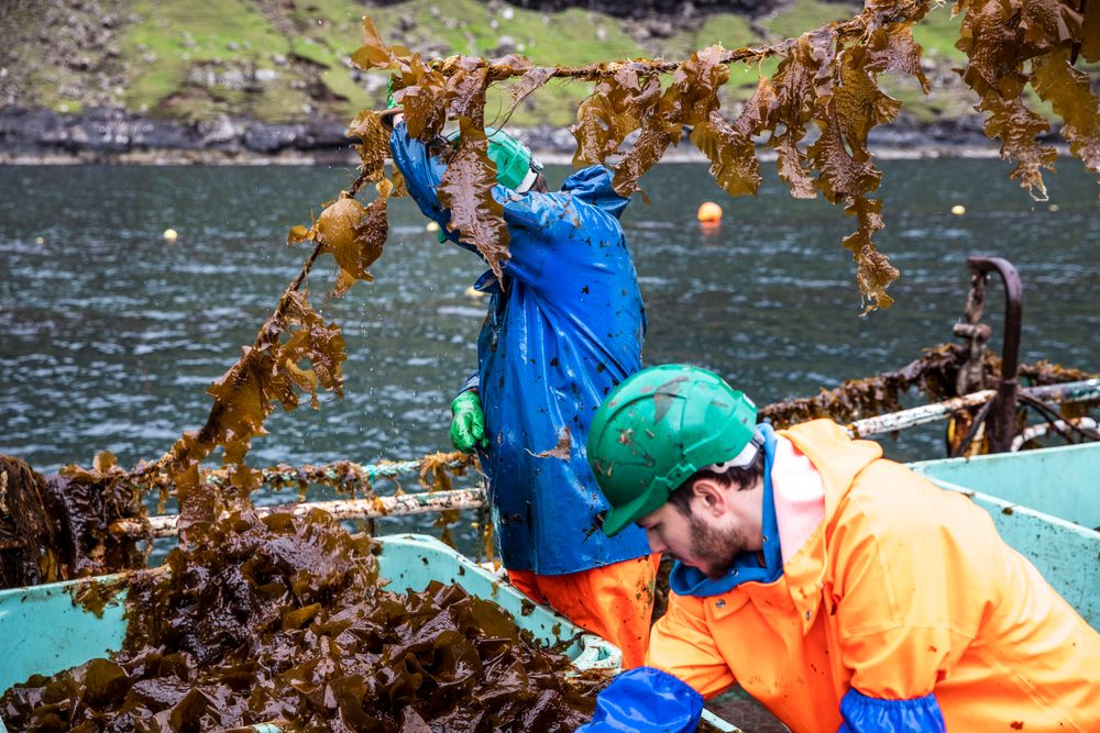 I stedet for å høste fra naturens egne reserver, er det mulig å dyrke tare på tau i sjøen.