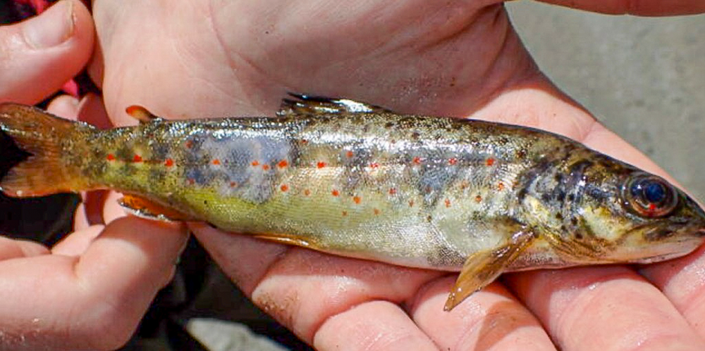 Denne vesle ørreten ble funnet i elva Otra, 2 mil nedenfor en av Norges største kraftstasjoner. Den hadde alle tegn på gassblæresyke: Utstående øyne, blødninger, infeksjon og slitasje på finnene.