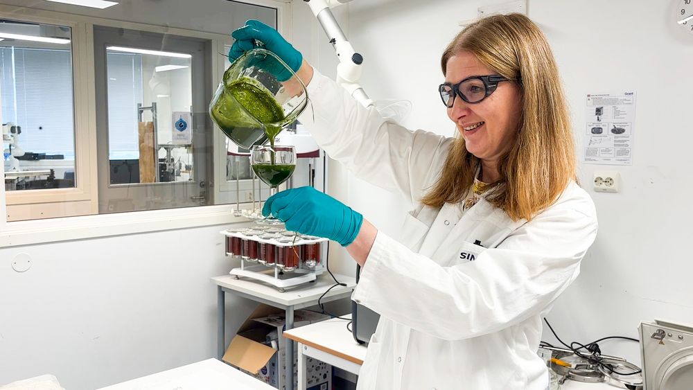 Forsker Rasa Slizyte i Sintef bruker gressmasse og flis til å mate larver som igjen blir miljøvennlig laksefôr. Den grønne gugga skal bli «dressing» på larvenes middagsfat.