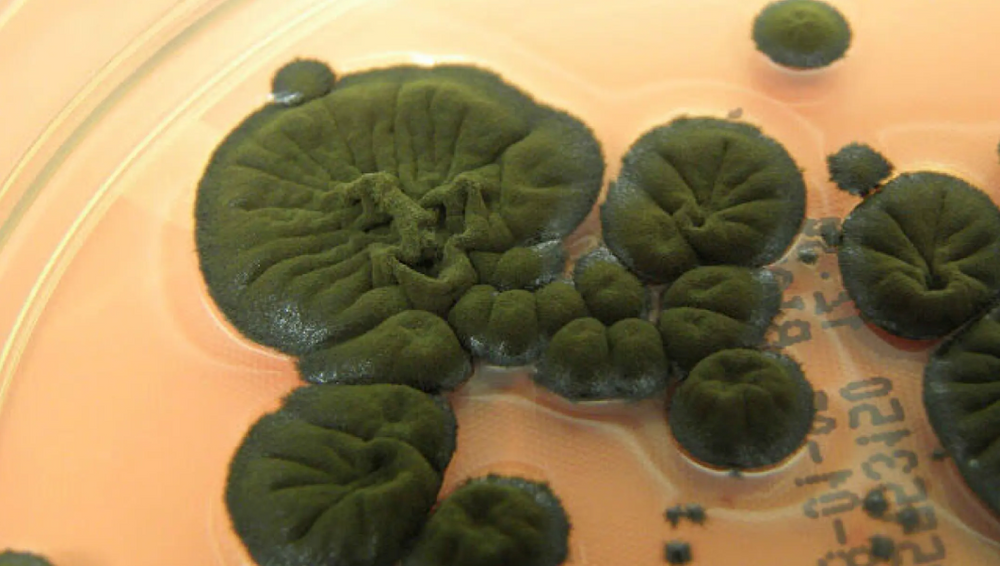 soppen Cladosporium sphaerospermum, som ble oppdaget på veggene inne i de mest radioaktive bygningene. Det merkelige er at den svarte soppen ikke bare overlever, men ser ut til å ha det svært bra i all strålingen.  