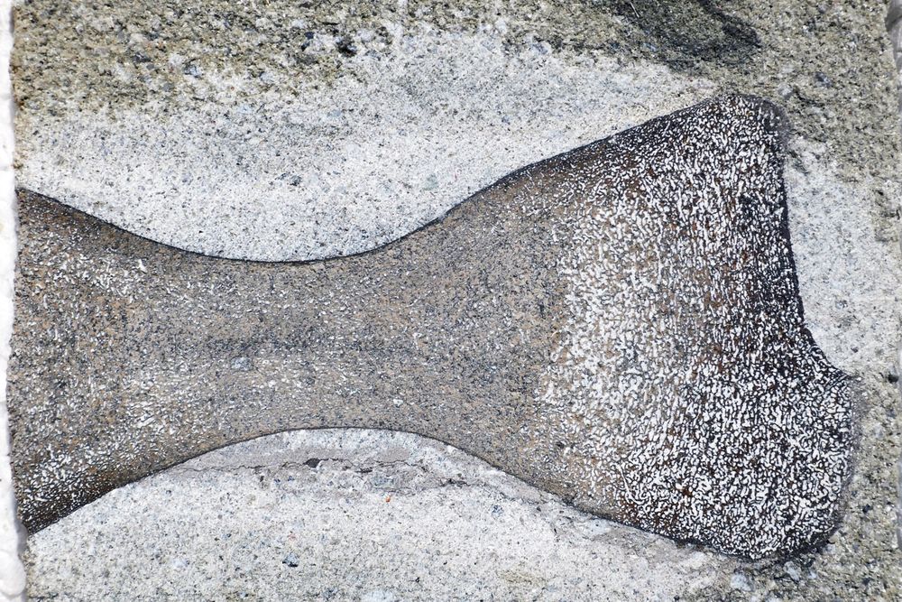 Bein fra en fiskeøgle kalt ichthyosaur.