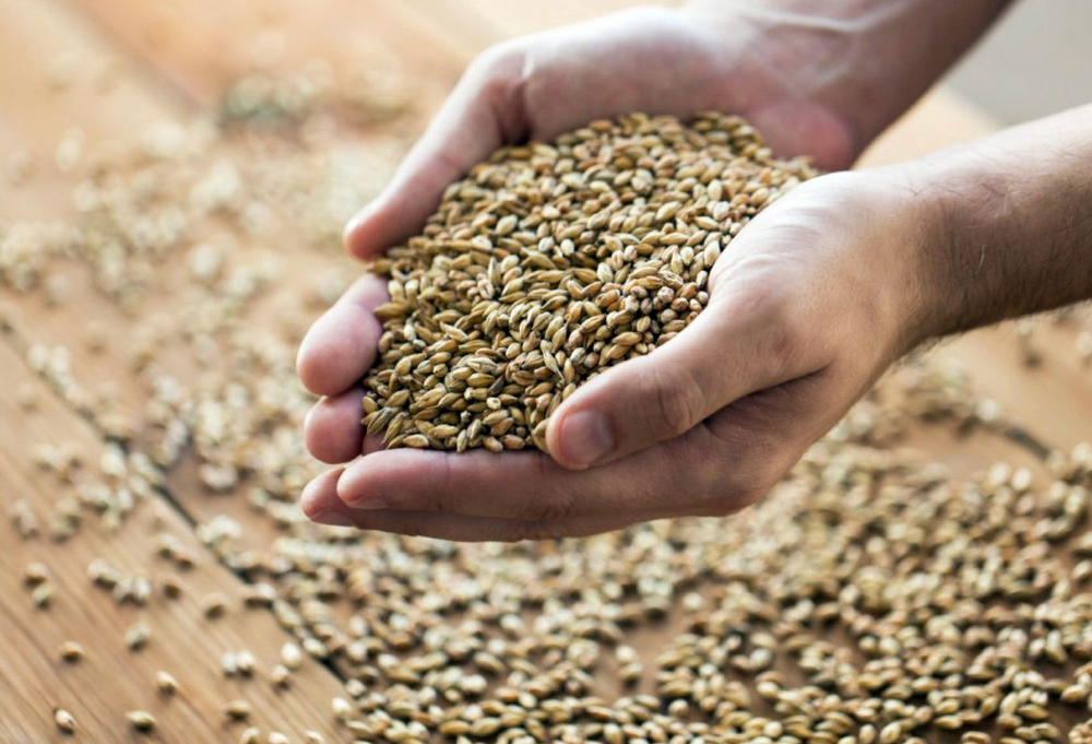 Korn er veldig forskellig og derfor skal prosessen fra rent bygg til malt styres med en fast hånd. Det kan maskinlæring være med å gøre.