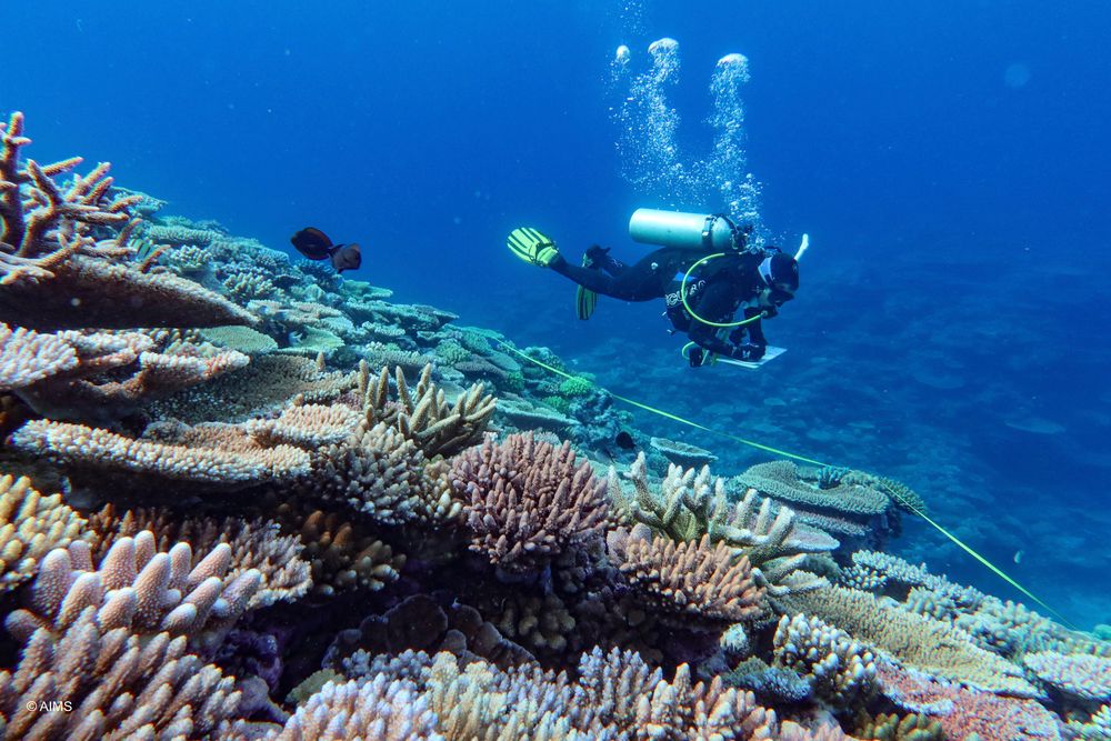 En dukker inspiserer korall ved Great Barrier Reef i Australia.