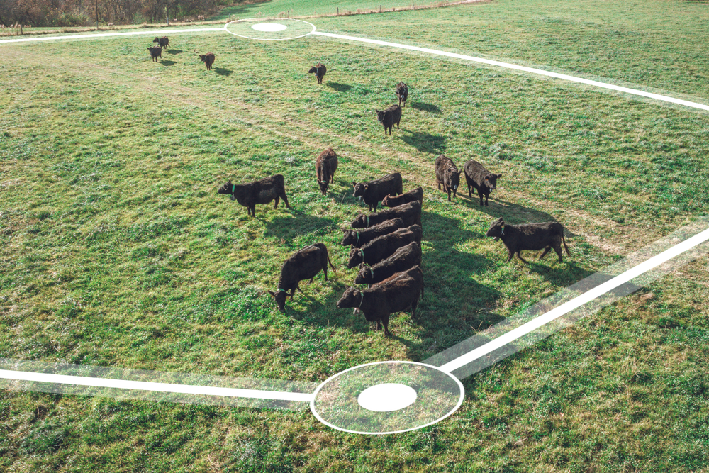 De voksne dyra bærer klaver som gir lydsignal eller strømstøt om det trengs.