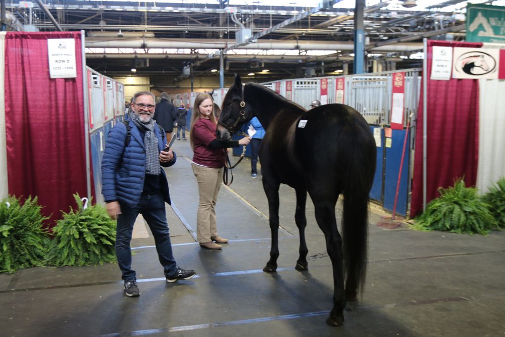 Eier i ID wrks Atle Opstvedt på auksjon i Harrisburg i USA i 2020. Der har han både kjøpt og solgt hester som han selv har avlet frem. 