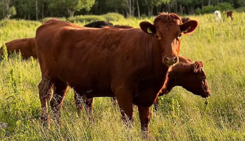 Gress er topp sommermat for denne gjengen. Men kraftfôret sikrer godt næringstilskudd året rundt. Nå har fôret fått enda bedre kvalitet – og det som resultat av at Felleskjøpet sparer store mengder strøm.