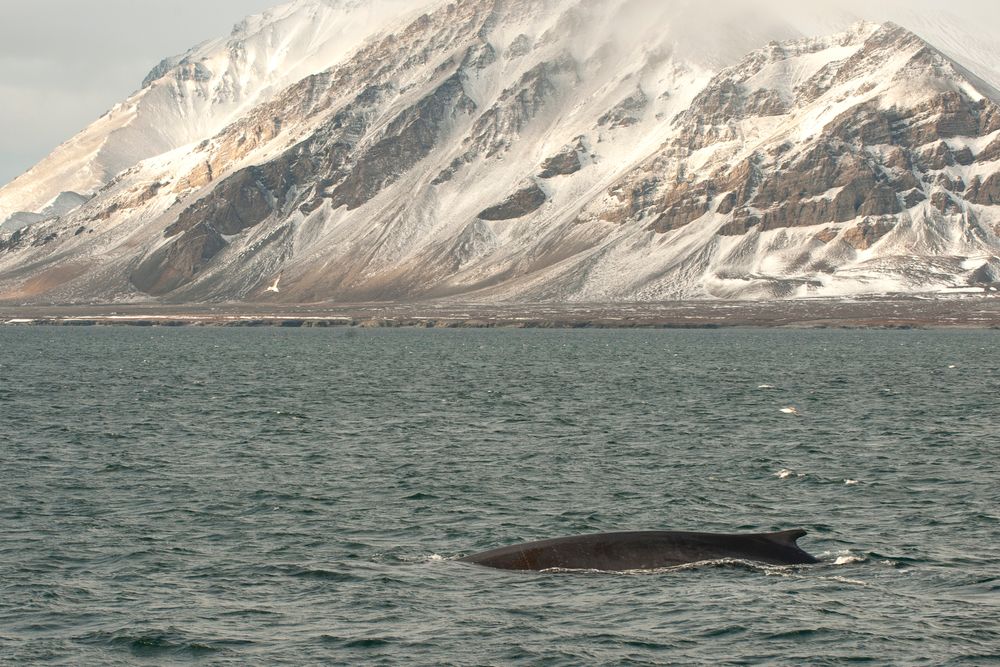 En finnhval svømmer i farvannet utenfor Svalbard. Nå har forskere brukt Svalbards fiberoptiske nettverk til å lytte til hvaler selv om de er stille.