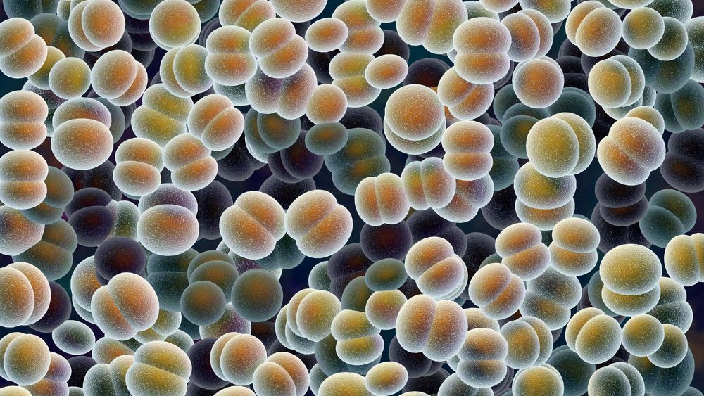 I eksperimentene fikk forskerne vev hos en to år gammel mus til å se ut som seks måneder gammelt vev. I menneskeår vil det tilsvare at cellene hos en 60-åring blir manipulert til å se ut som cellene hos en 20-åring.