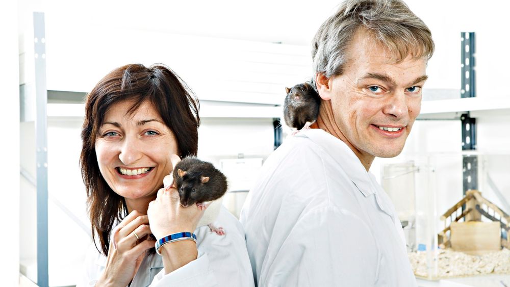 Professorene i nevrovitenskap Edvard og May-Britt Moser har fått nobelprisen i medisin for sin forskning på gridceller i hjernen. 